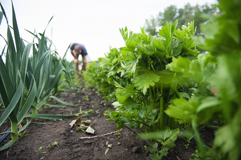 Homemade Celery Salt Here In The Midst