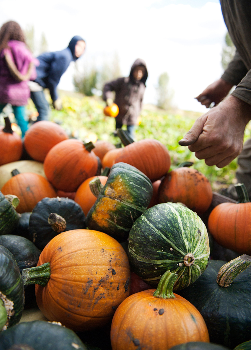 How to Store Garden Vegetables Over Winter Here In The Midst